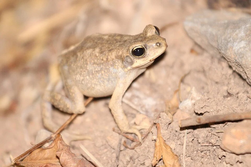 Dhofar Toad (Duttaphrynus dhufarensis). Species of amphibian.