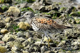Great Knot Calidris tenuirostris, Nadezhdinsky, Primorsky Krai, Russia.