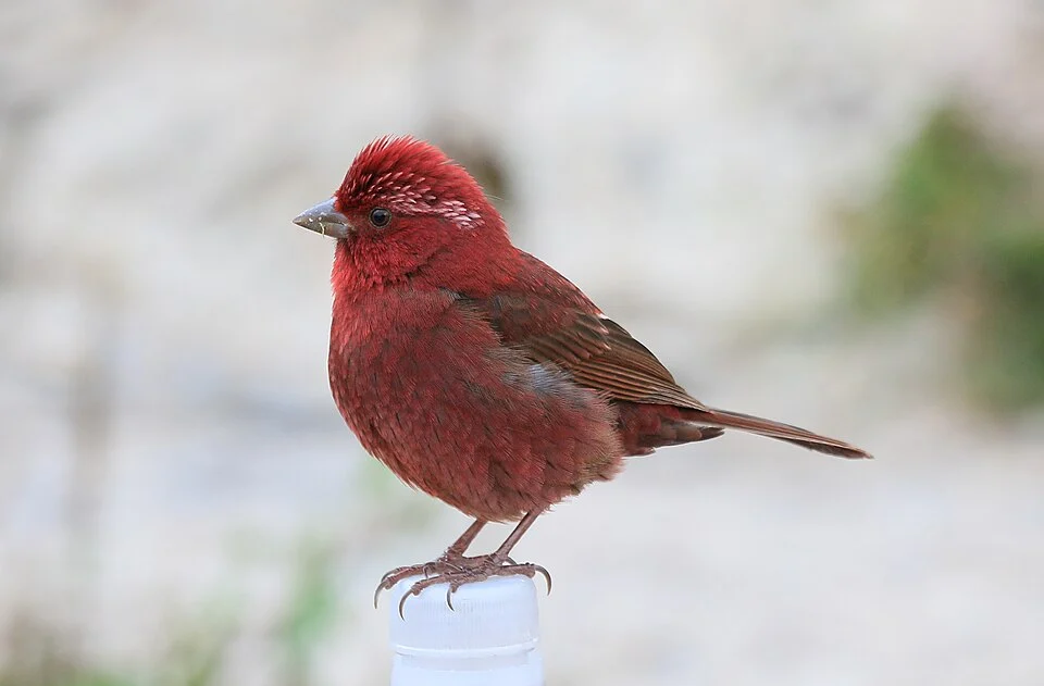 台灣亞種酒紅朱雀雄鳥,拍攝地點在武嶺休息站附近