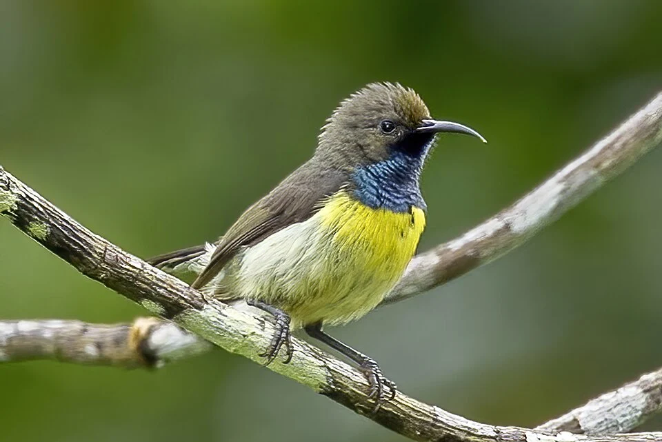 São Tomé sunbird (Anabathmis newtonii) male, São Tomé island, São Tomé and Príncipe