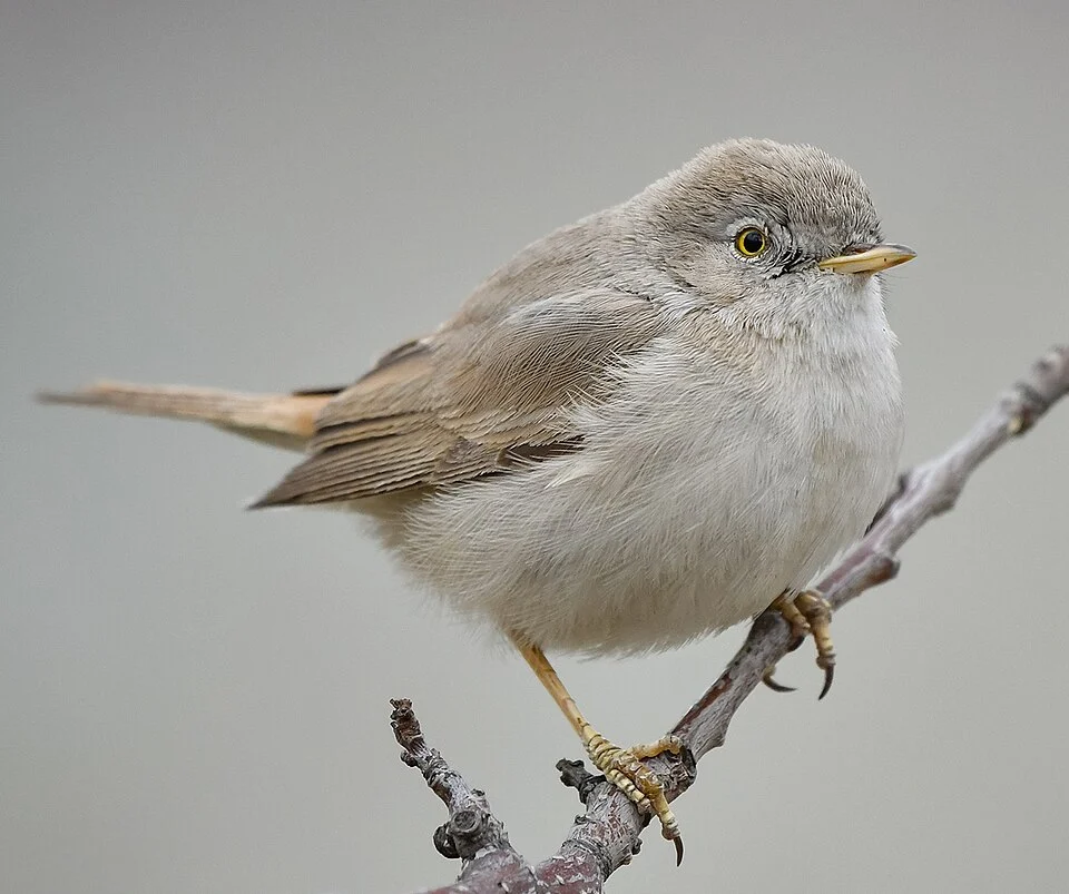 Asian desert warbler (Curruca nana) in Aliabad, Hunza, Gilgit-Baltistan, Pakistan