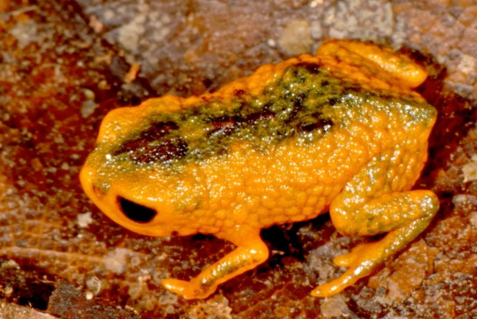 Brachycephalus fuscolineatus in life.