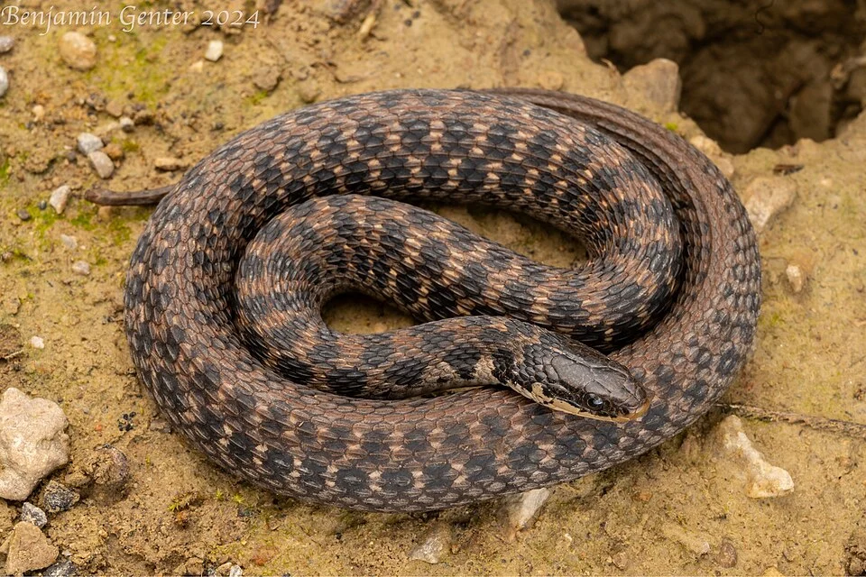 Kirtland's Snake (Clonophis kirtlandii) from southern Indiana