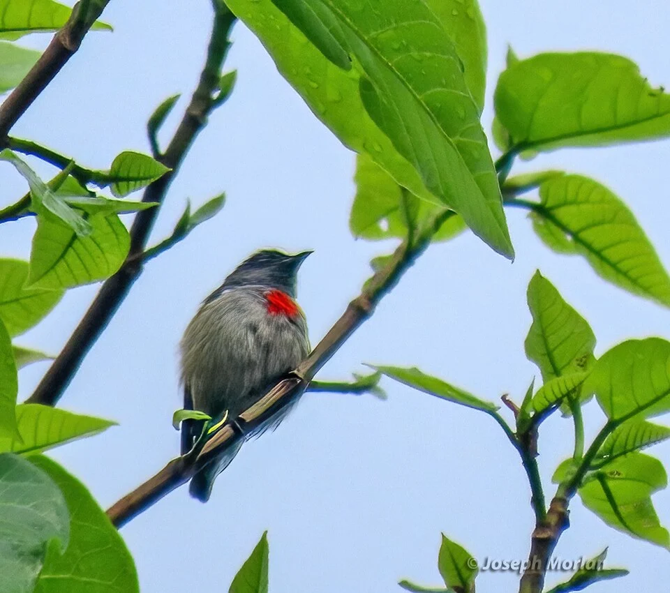 Dicaeum schistaceiceps, South Halmahera Regency, North Maluku, Indonesia, 2023-11-14 (iNaturalist).