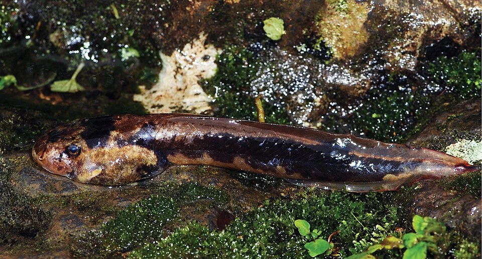 Figure 13; Life coloration of an Astylosternus perreti tadpole from Mount Manengouba, Cameroon (ZMB 82816, Gosner stage 25–27).