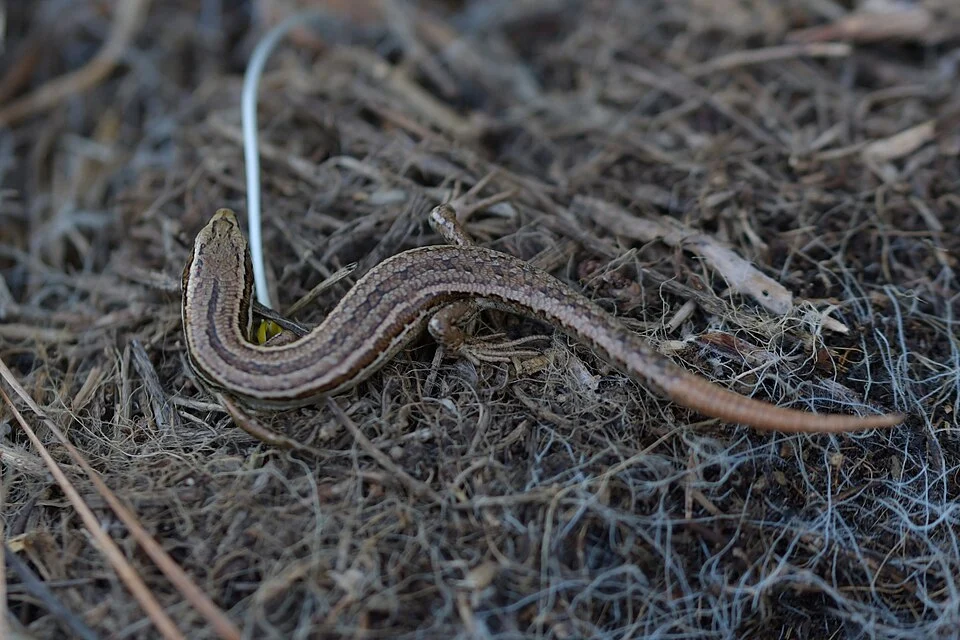 New Zealand Grass Skink (Oligosoma polychroma)
