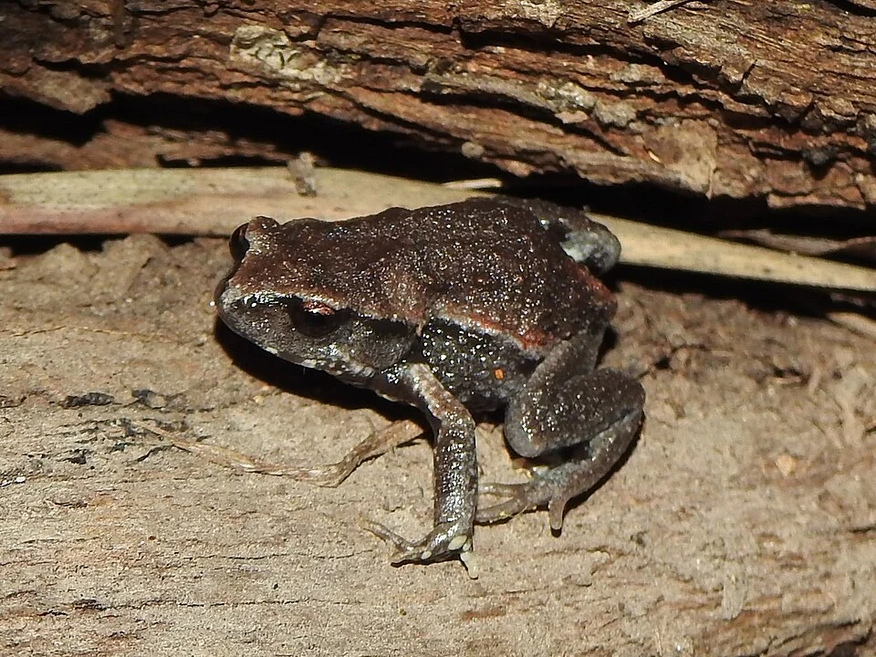 Copper-backed Broodfrog (Pseudophryne raveni). Species of amphbian.