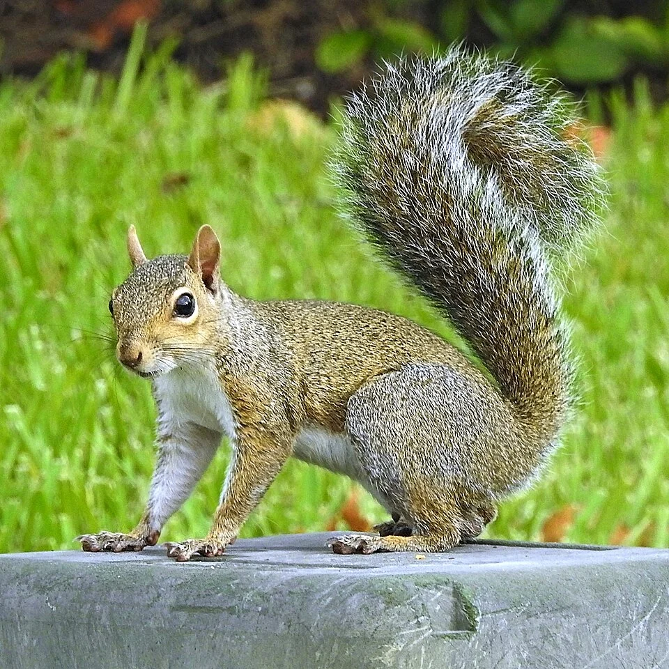 A curious Eastern Gray Squirrel residing near a residential area in Orlando, Florida, US