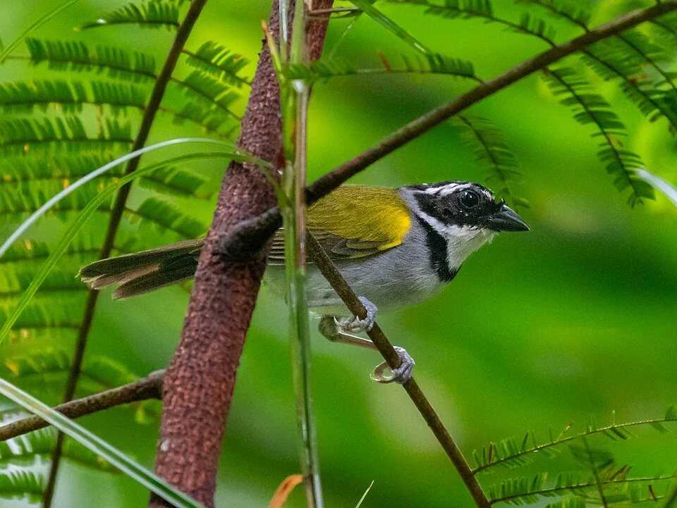 Pectoral Sparrow (male); Rio Formoso, Pernambuco, Brazil