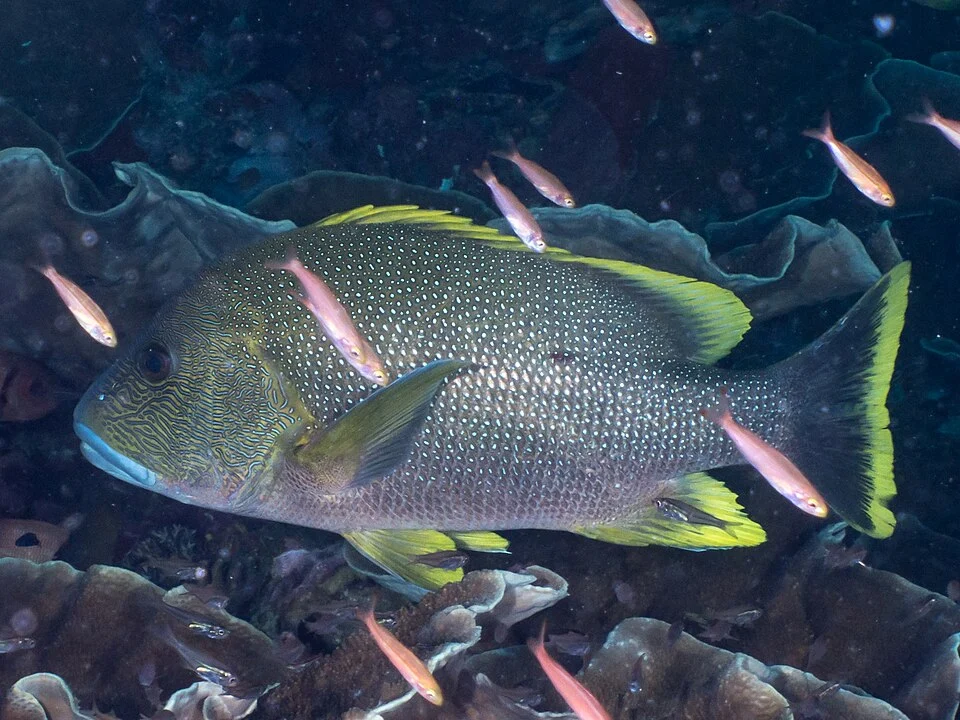www.fishbase.se/summary/Lutjanus-rivulatus Lutjanus rivulatus