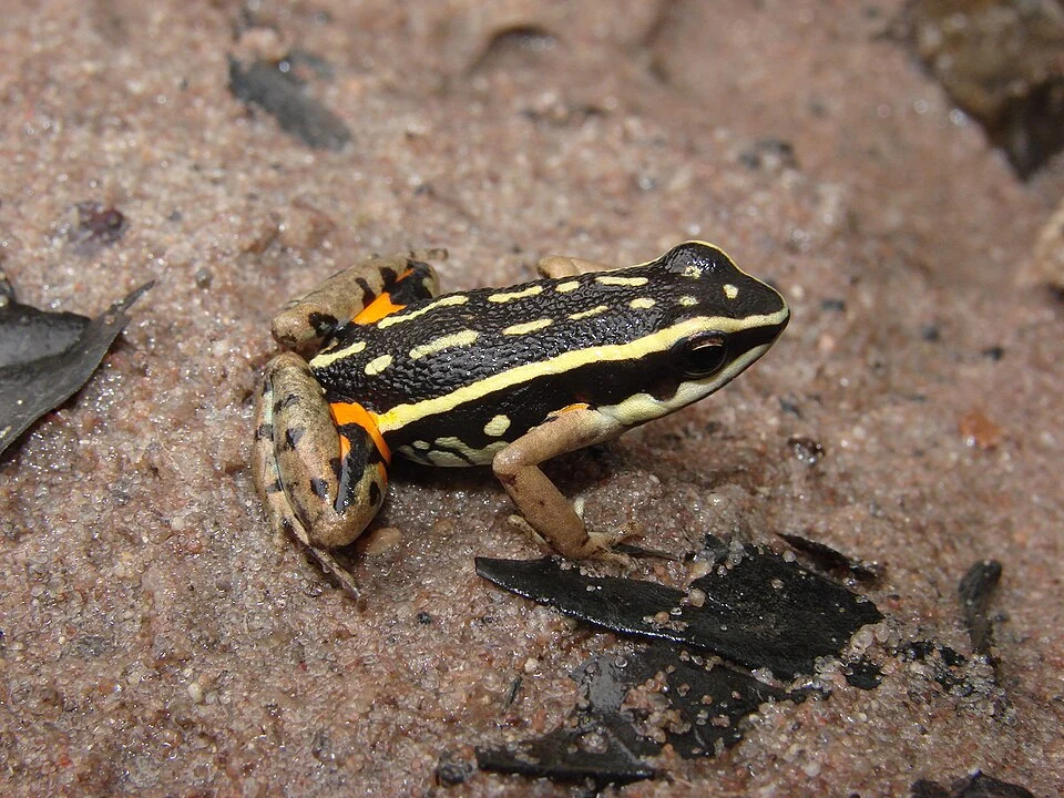Ameerega braccata - Mato Grosso Poison Frog in Mato Grosso, Brazil. Photo by Reuber Brandão. Original iNaturalist observation here: https://www.inaturalist.org/observations/336690413