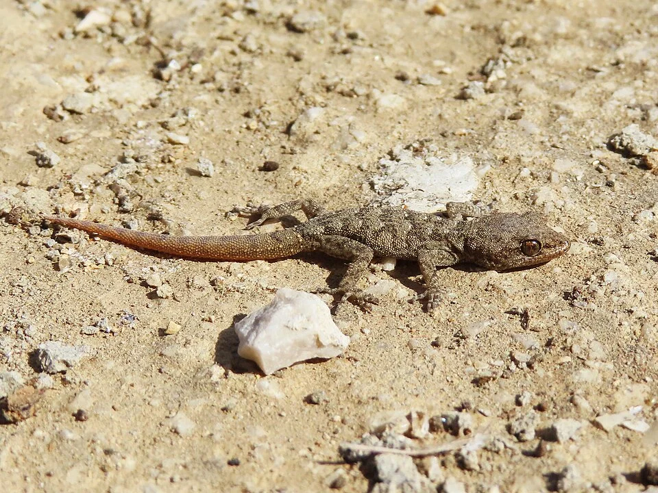 Dodecanese Thin-toed Gecko (Mediodactylus oertzeni) in Greece