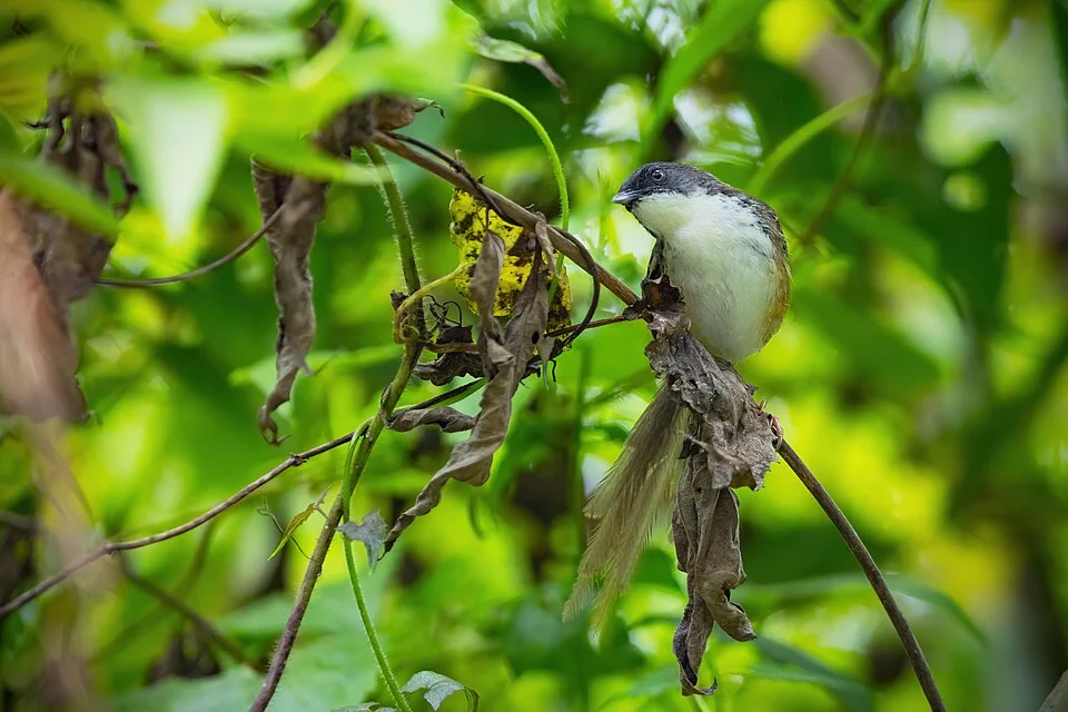 Hill Prinia