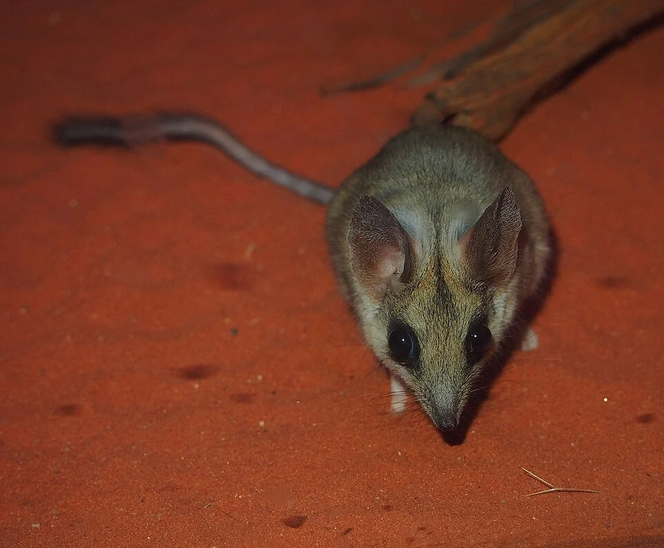 Antechinomys laniger, Alice Springs Desert Park