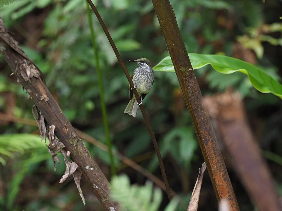 Lichmera monticola, Manusela National Park, Manusela, Seram Utara, Kabupaten Maluku Tengah, Maluku, Indonesia, 2019-07-16 (iNaturalist).