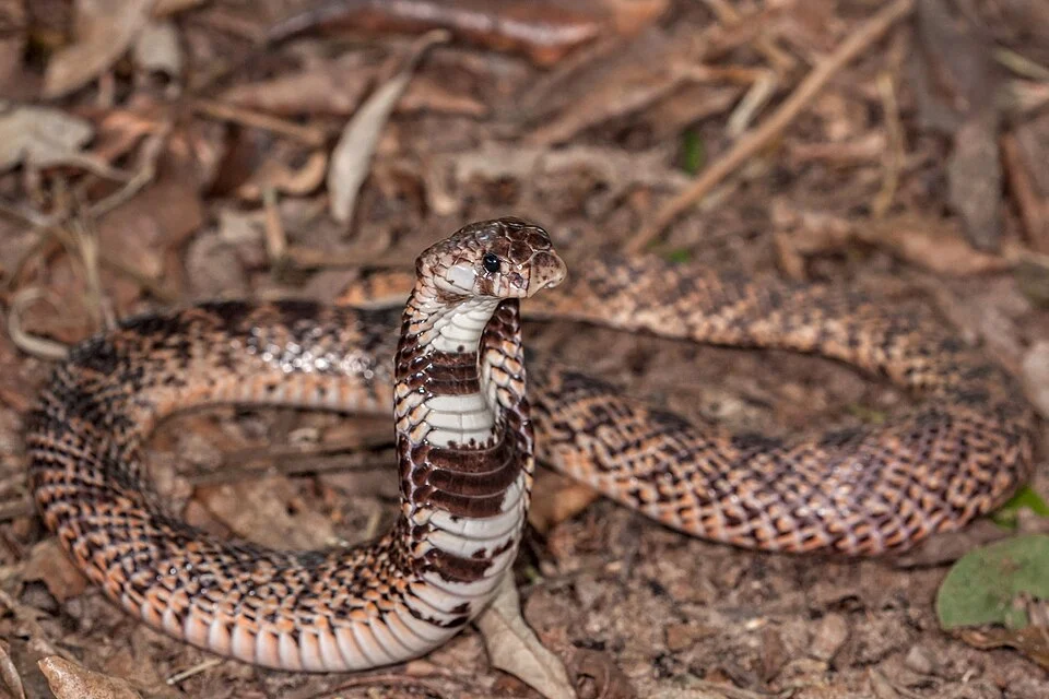Eastern Shield-nose Snake (Aspidelaps scutatus fulafulus) in South Africa
