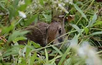 U.S. Secretary of the Interior Sally Jewell announced that a public-private partnership uniting foresters, farmers, birdwatchers, biologists, hunters and other conservationists has saved the New England cottontail from needing protection under the Endangered Species Act. The partnership has also initiated on-the-ground conservation efforts for the cottontail that will benefit the rabbit into the future.
Jewell was joined by U.S. Senator Jeanne Shaheen, U.S. Fish and Wildlife Service Director Dan Ashe, U.S. Department of Agriculture Natural Resources Conservation Service Chief Jason Weller, a