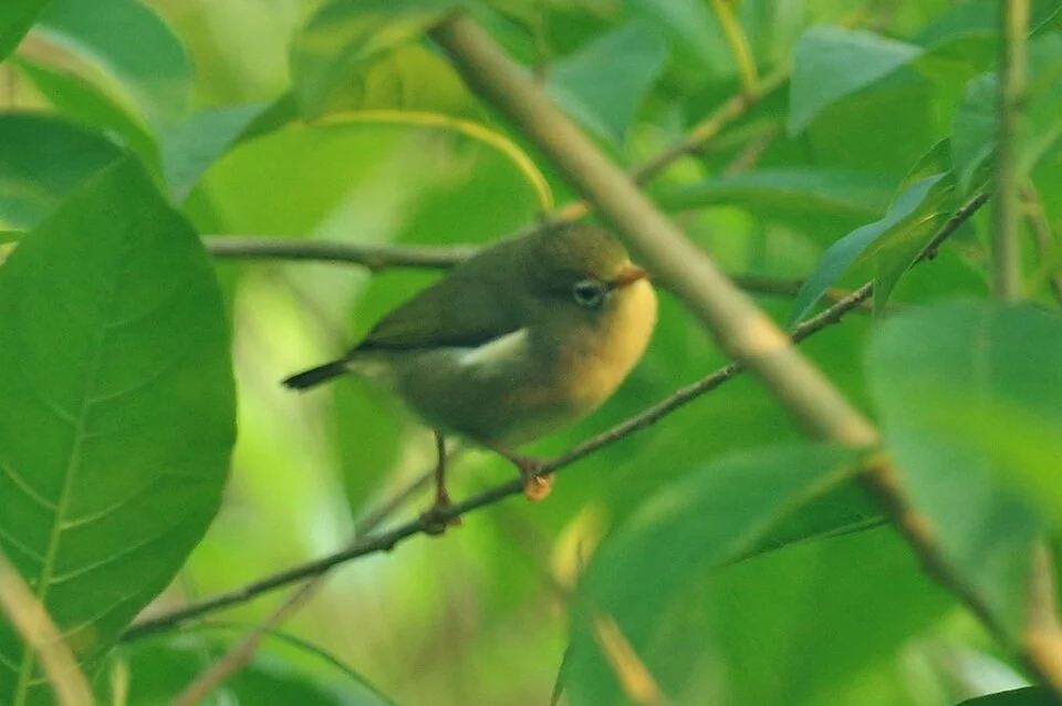 São Tomé White-Eye (Zosterops feae). Species of bird.