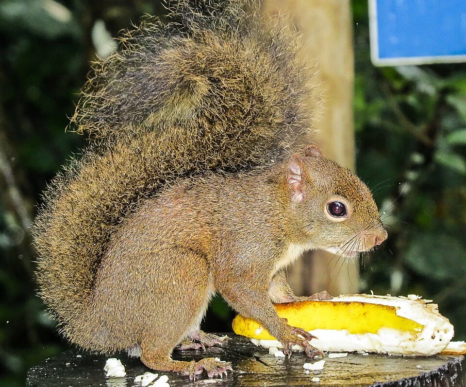 Brazilian squirrel eating banana at Itamambuca Ecoresort, Ubatuba, SP, Brazil