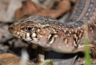 Liopholis multiscutata
Found under an old sheet of corrugated iron by nature enthusiast Tony Rouphael. Thanks for finding this for me Tony. 
A lovely Bull Skink
ID:  Thanks to Dave Robinson. 

Photos: Jean