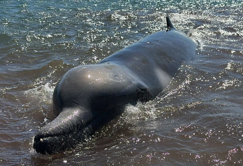 From Shaun Lee: 5-6m long. Stranded for ~1hr before I arrived. Three cookie cutter sized lesions on dorsal area, scratches on side of face and under belly, gashes on tail. I was able to briefly refloat it twice with help. Project Jonah and DOC currently on site. Refloated at least two more times. Last seen heading out to sea at 5:15pm.