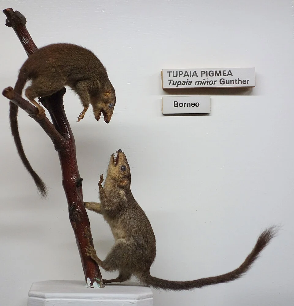 Exhibit in the Museo Civico di Storia Naturale di Genova, Via Brigata Liguria, 9, 16121, Genoa, Italy. Photography was permitted in the museum without restriction.