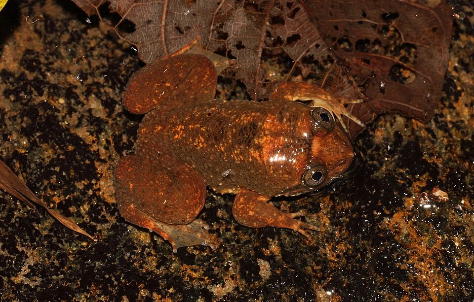 Lankanectes corrugatus is a species of frog in the Nyctibatrachidae family. It is monotypic within the genus Lankanectes. It is endemic to Sri Lanka.