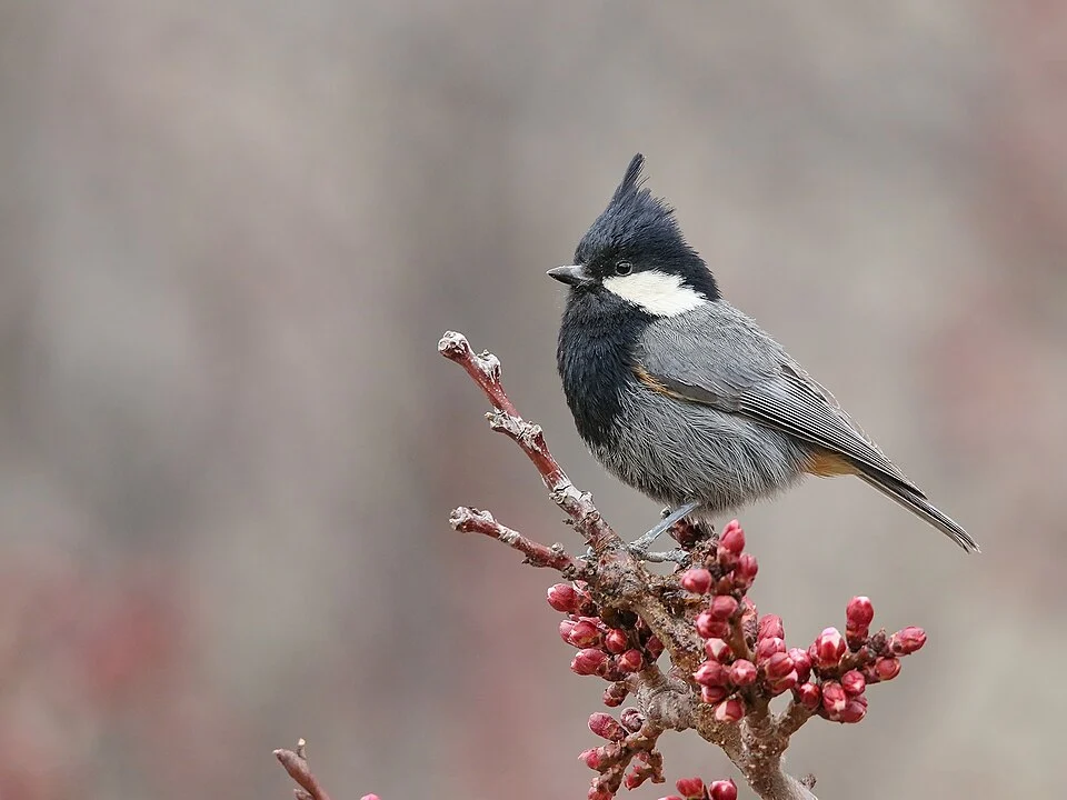 Rufous-naped Tit (Periparus rufonuchalis) captured at Borit, Gojal, Gilgit-Baltistan, Pakistan with Canon EOS 7D Mark II