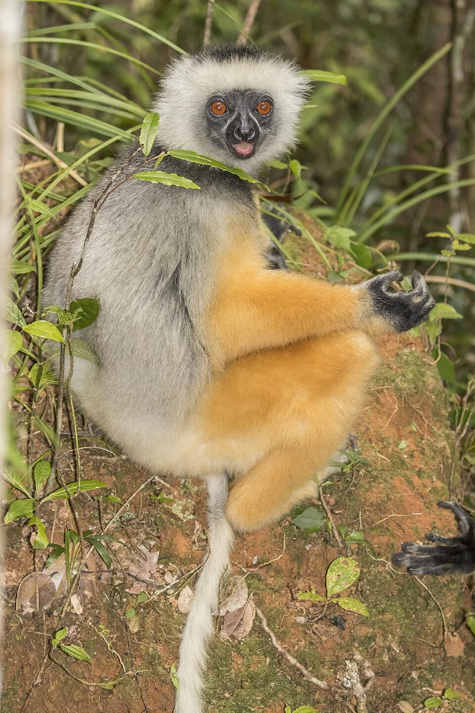 Diademed sifaka (Propithecus diadema), Analamazaotra Special Reserve, Madagascar