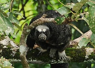 Napo saki (Pithecia napensis) in Yasuni National Park, Equador.