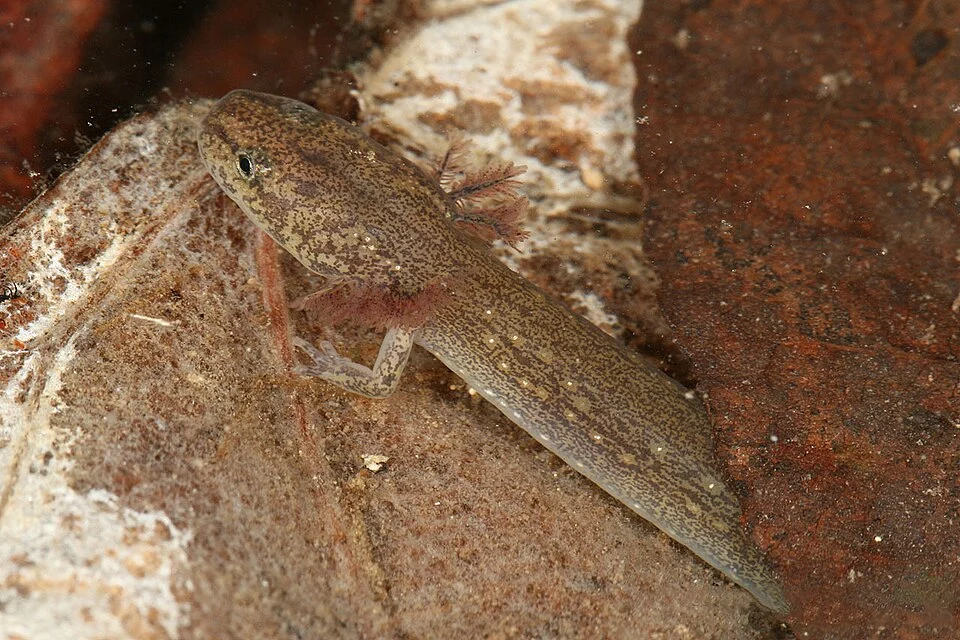 Jollyville plateau salamander (Eurycea tonkawae), Travis County, Texas