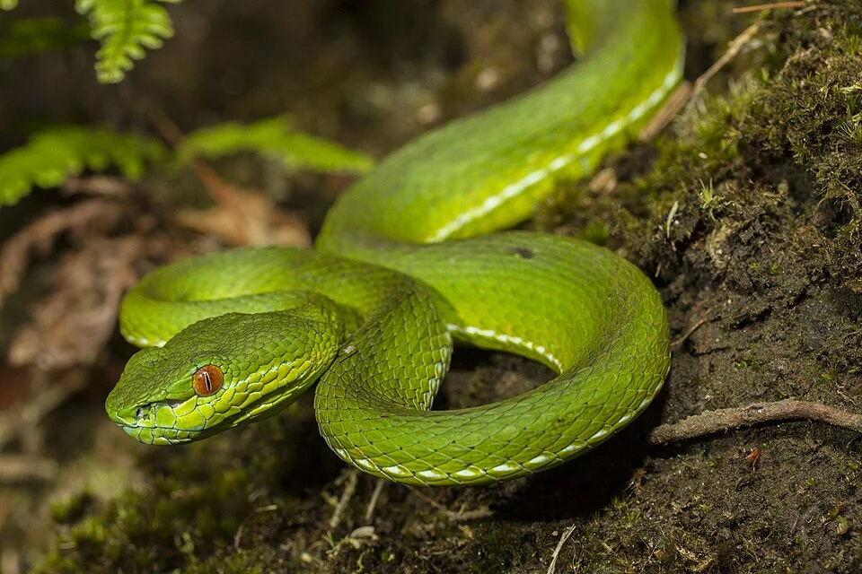 Chinese green tree viper (Trimeresurus stejnegeri stejnegeri) from Lalashan Taiwan