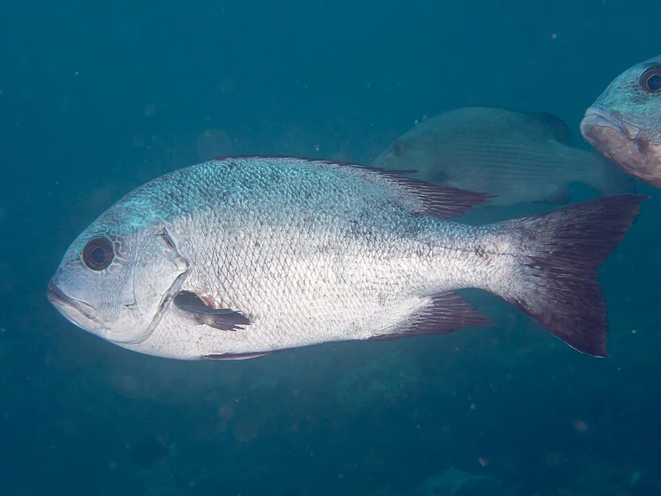 www.fishbase.se/summary/187 Macolor niger