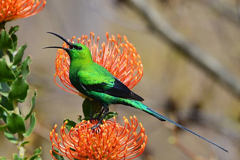 A calling male Malachite Sunbird Nectarinia famosa perched on a Pincushion Protea Leucospermum cordifolium flower taken in Elgin, South Africa