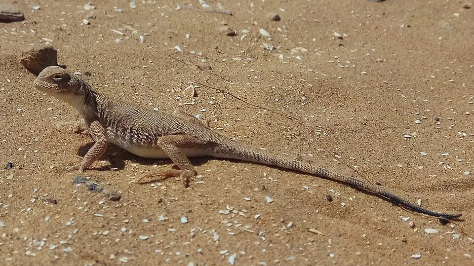 Photograph of the Central Asian toadhead agama (Phrynocephalus guttatus) taken on May 7, 2017, near the village of Utta in the Republic of Kalmykia, Russia
