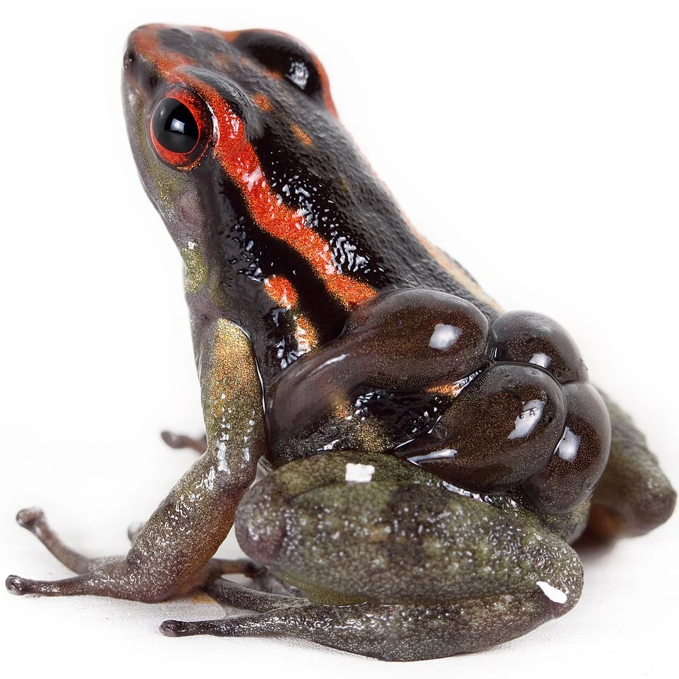 Male with tadpoles riding on its back.

Foto de Santiago R. Ron-FaunaWebEcuador [zoologia.puce.edu.ec/Vertebrados/anfibios/ web]