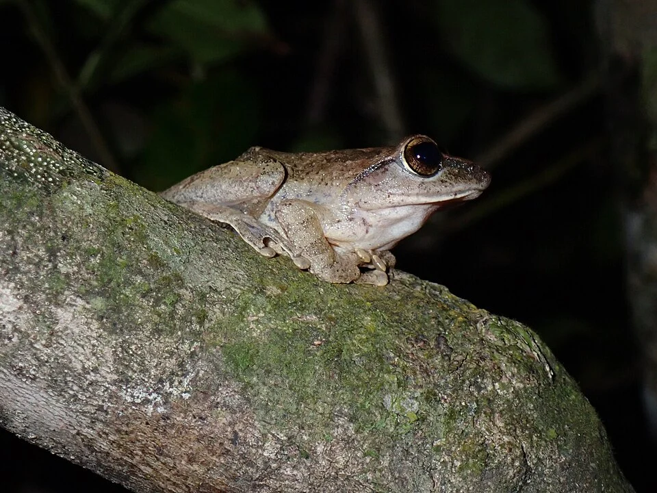 Pseudophilautus fulvus