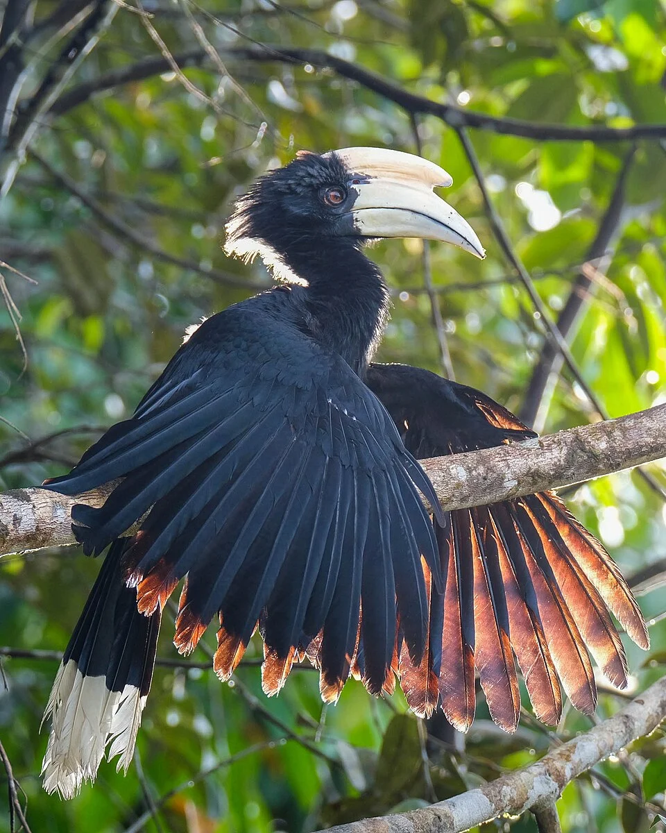 Black Hornbill on Hutan Lindung Sungai Wain. This large bird with a vulnerable status is basking in the morning sun