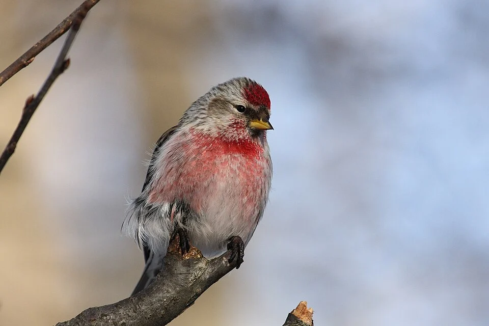 Common Redpoll (Carduelis flammea), male, Cap Tourmente National Wildlife Area, Quebec, Canada.