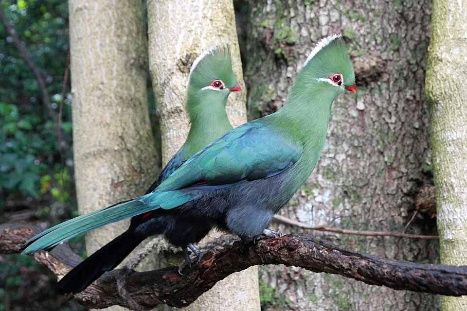 Pair of Knysna Turacos
