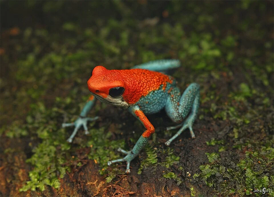 Granular Poison Frog (Oophaga granulifera)