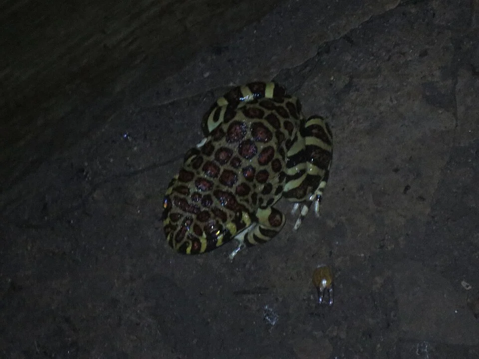 Leptodactylus laticeps. Species of frog.