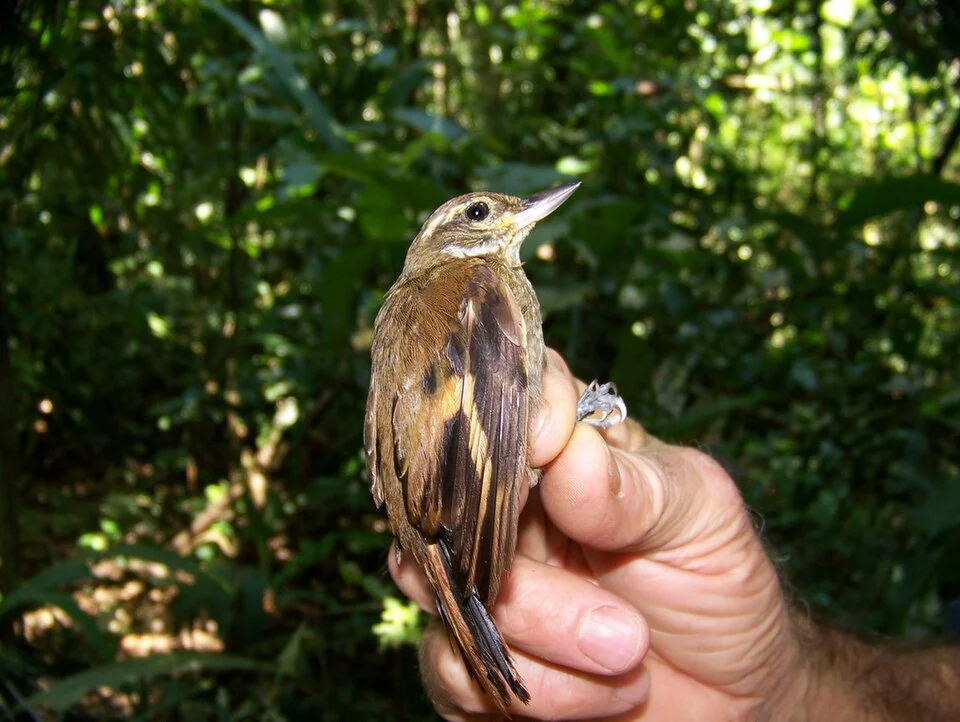 Amazonian Xenops; Francisco de Orellana,  Ecuador