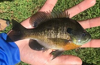 A chart showing a bluegill, greengill, and green sunfish. All of which were caught in the same pond.