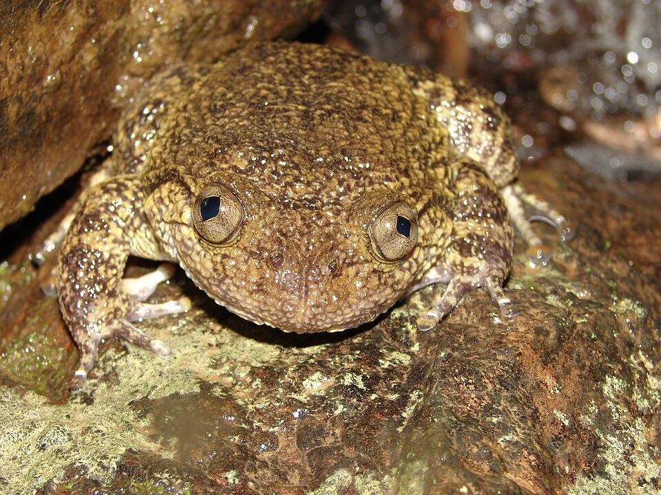 Nyctibatrachus karnatakaensis