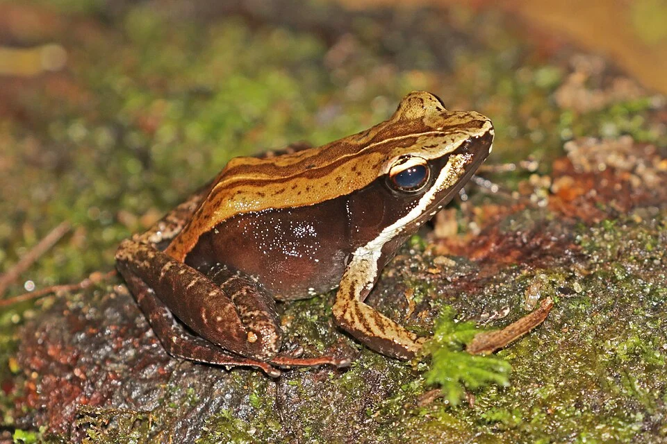 Mantellid frog (Mantidactylus melanopleura), Ranomafana National Park, Madagascar