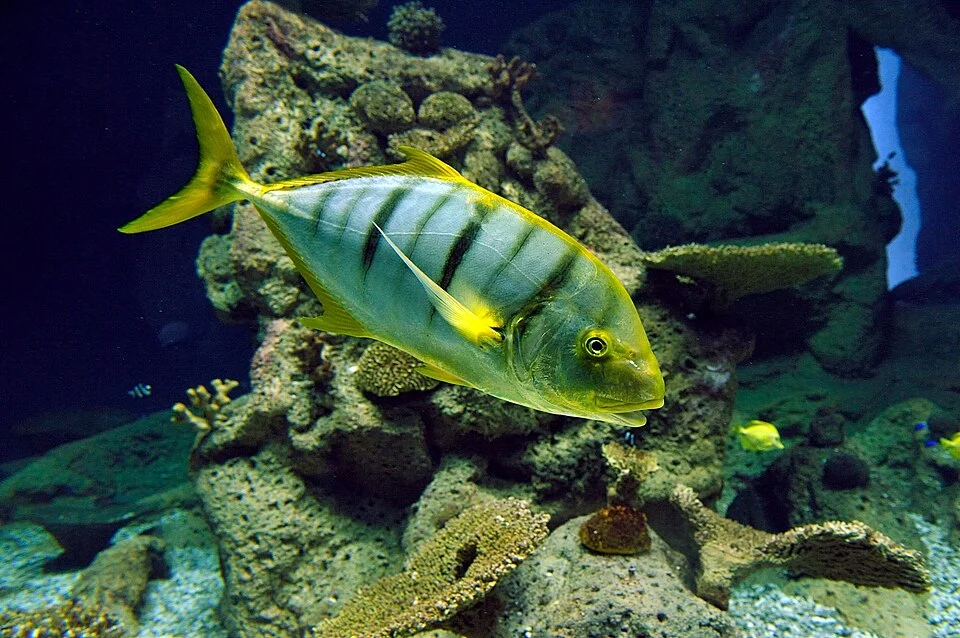 Goldmakrele (Gnathanodon speciosus) im Haus des Meeres / Wien