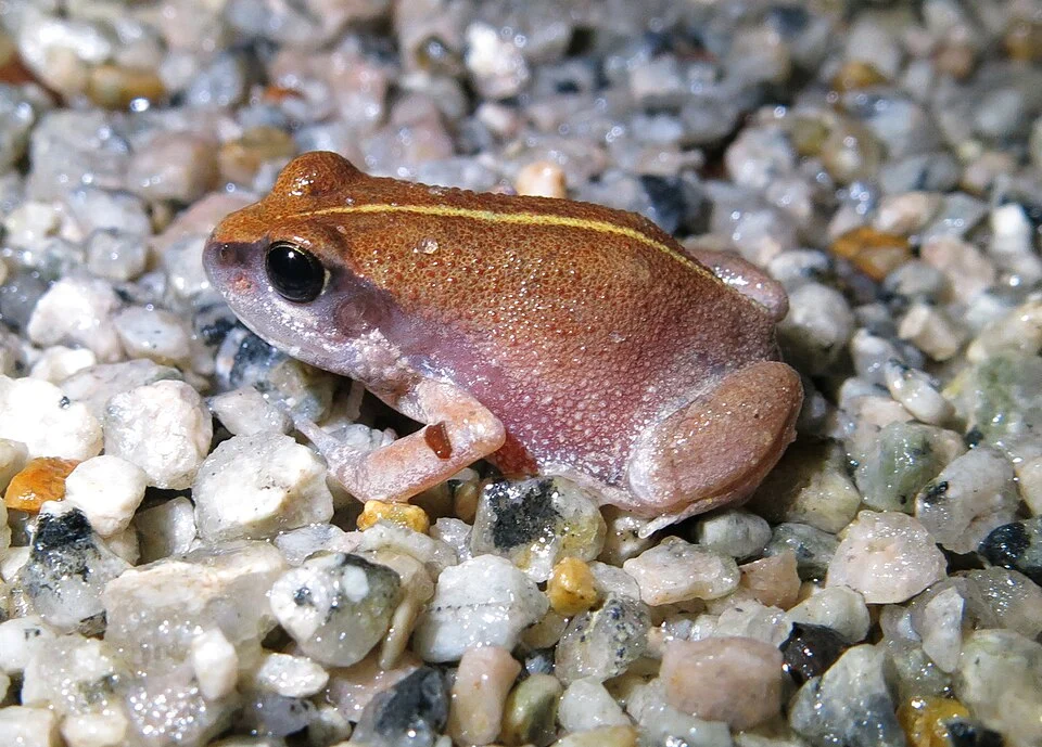 Arthroleptis xenochirus, Mutinondo Wilderness.