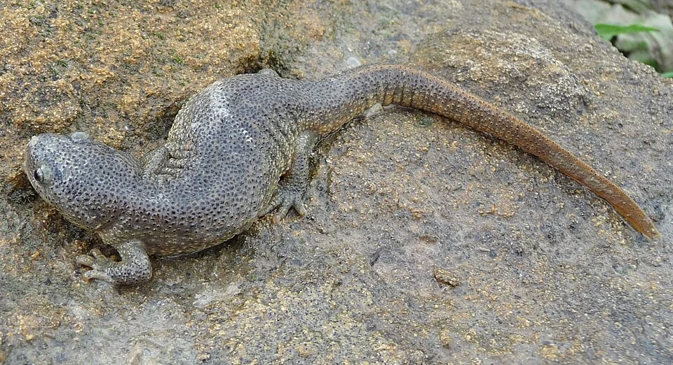 Wild Pleurodeles nebulosus in North Tunisia