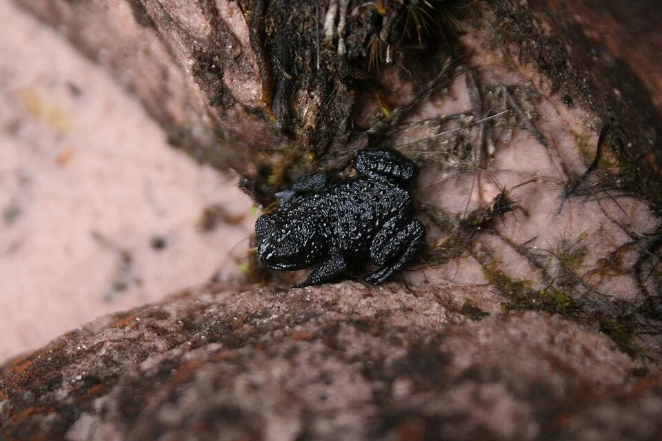 Oreophrynella nigra at mount Roraima, Venezuela